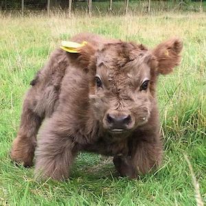 Miniature cow awaits Wolf's arrival