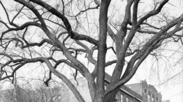 Detail of "American Elm, Eastern Parkway, Brooklyn 2012"